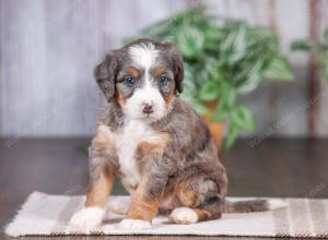 Mini bernedoodle near Chicago Illinois 