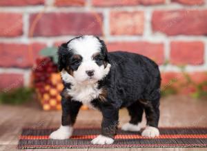 Mini bernedoodle near Chicago Illinois 