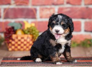 Mini bernedoodle near Chicago Illinois 