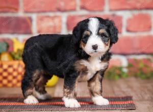 Mini bernedoodle near Chicago Illinois 