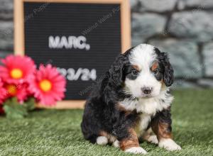 Mini bernedoodle near Chicago Illinois 