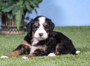 F1 mini bernedoodle near Chicago Illinois