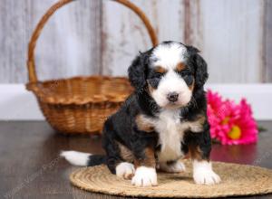 F1 mini bernedoodle near Chicago Illinois