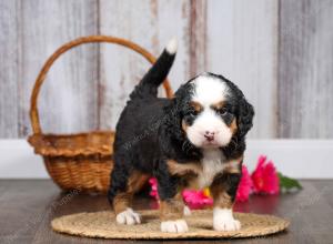 F1 mini bernedoodle near Chicago Illinois