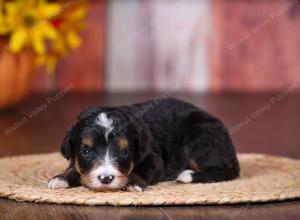 tri-colored female standard bernedoodle near Chicago Illinois