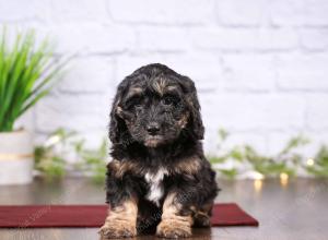 tri-colored mini bernedoodle near Chicago 