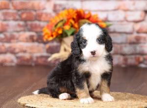 tri-colored mini bernedoodle near Chicago Illinois