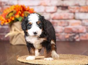 tri-colored mini bernedoodle near Chicago Illinois