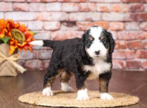 tri-colored mini bernedoodle near Chicago Illinois