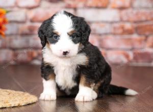 tri-colored mini bernedoodle near Chicago Illinois