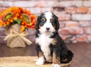 tri-colored mini bernedoodle near Chicago Illinois