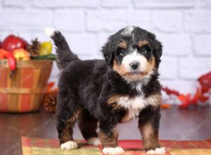 tri-colored female standard bernedoodle near Chicago Illinois