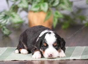 tri-colored mini bernedoodle near Chicago Illinois