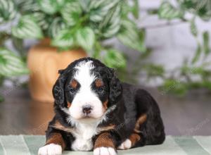 tri-colored mini bernedoodle near Chicago Illinois