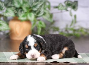 tri-colored mini bernedoodle near Chicago Illinois