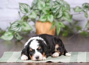 tri-colored mini bernedoodle near Chicago Illinois