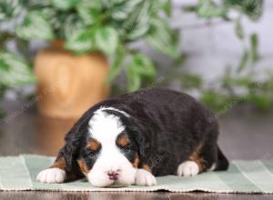 tri-colored mini bernedoodle near Chicago Illinois