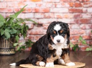 tri-colored mini bernedoodle near Chicago Illinois