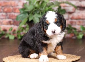 tri-colored mini bernedoodle near Chicago Illinois