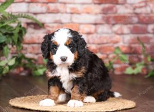 tri-colored mini bernedoodle near Chicago Illinois