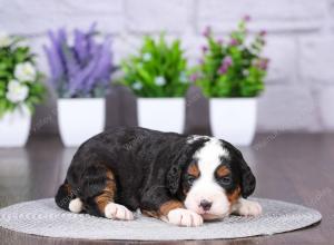 tri-colored mini bernedoodle near Chicago Illinois