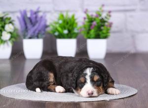 tri-colored mini bernedoodle near Chicago Illinois