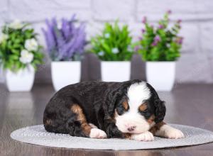 tri-colored mini bernedoodle near Chicago Illinois