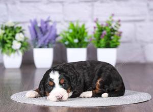 tri-colored mini bernedoodle near Chicago Illinois