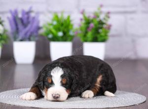 tri-colored mini bernedoodle near Chicago Illinois