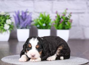 tri-colored mini bernedoodle near Chicago Illinois