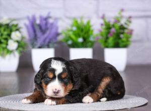 tri-colored mini bernedoodle near Chicago Illinois