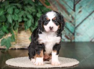 tri-colored mini bernedoodle near Chicago 
