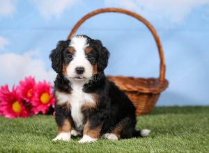 tri-colored mini bernedoodle near Chicago 