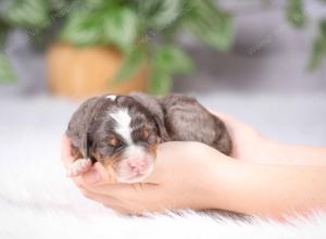 tri-colored mini bernedoodle near Chicago Illinois