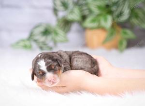 tri-colored mini bernedoodle near Chicago Illinois