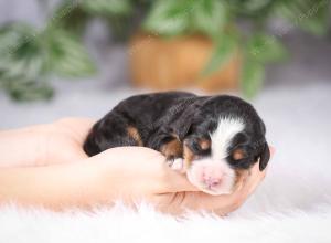 tri-colored mini bernedoodle near Chicago Illinois