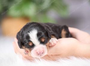 tri-colored mini bernedoodle near Chicago Illinois