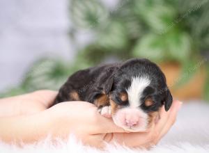 tri-colored mini bernedoodle near Chicago Illinois