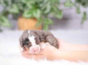 tri-colored mini bernedoodle near Chicago Illinois