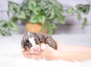 tri-colored mini bernedoodle near Chicago Illinois