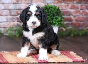 tri-colored female standard bernedoodle near Chicago Illinois