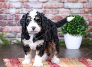 tri-colored female standard bernedoodle near Chicago Illinois