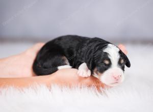 tri-colored female standard bernedoodle near Chicago Illinois