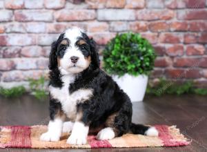 tri-colored female standard bernedoodle near Chicago Illinois