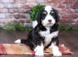 tri-colored female standard bernedoodle near Chicago Illinois