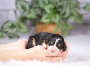 tri-colored mini bernedoodle near Chicago Illinois