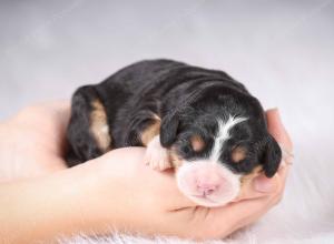 tri-colored mini bernedoodle near Chicago Illinois