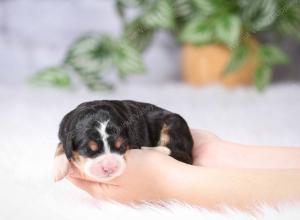 tri-colored mini bernedoodle near Chicago Illinois