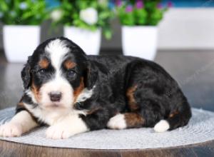 tri-colored Male standard bernedoodle near Chicago Illinois