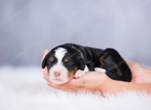 tri-colored Male standard bernedoodle near Chicago Illinois